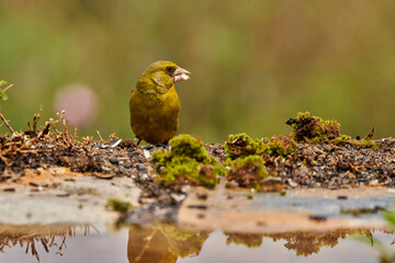 verderón europeo o verderón común (Chloris chloris)​ en el estanque del bosque