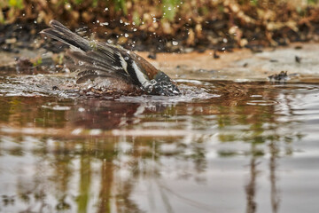 pinzón vulgar (Fringilla coelebs)