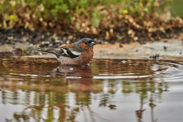 pinzón vulgar (Fringilla coelebs)