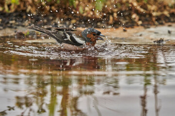 pinzón vulgar (Fringilla coelebs)