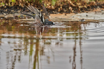 pinzón vulgar (Fringilla coelebs)