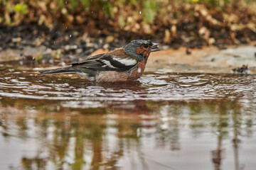 pinzón vulgar (Fringilla coelebs)