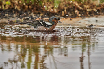 pinzón vulgar (Fringilla coelebs)