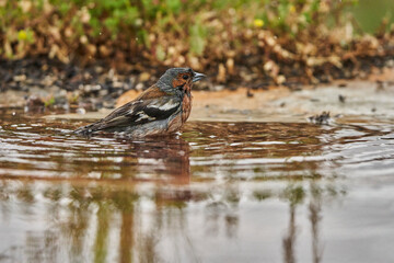 pinzón vulgar (Fringilla coelebs)