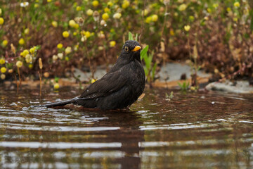 mirlo común o, más comúnmente, mirlo (Turdus merula) en el estanque del parque	
