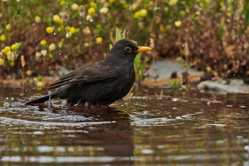 mirlo común o, más comúnmente, mirlo (Turdus merula) en el estanque del parque	