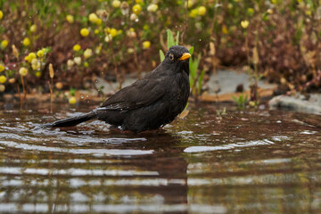 mirlo común o, más comúnmente, mirlo (Turdus merula) en el estanque del parque	