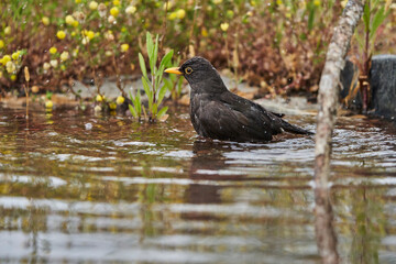 mirlo común o, más comúnmente, mirlo (Turdus merula) en el estanque del parque	