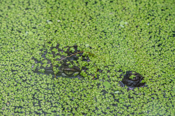 The crocodile hid under the duckweed in the water