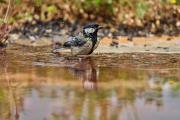 carbonero bañándose en el estanque del bosque (Parus major) Andalucía España