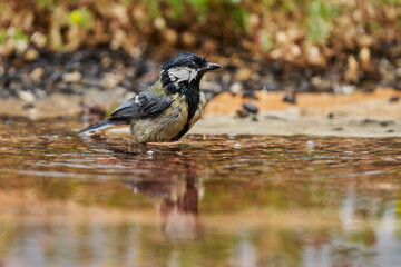 carbonero bañándose en el estanque del bosque (Parus major) Andalucía España
