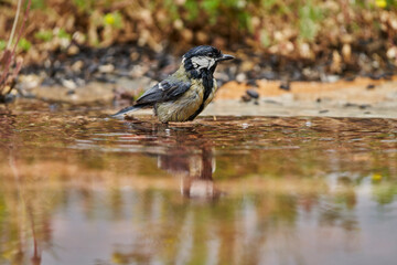 carbonero bañándose en el estanque del bosque (Parus major) Andalucía España