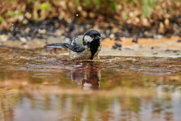 carbonero bañándose en el estanque del bosque (Parus major) Andalucía España