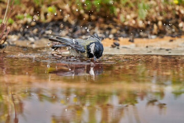 carbonero bañándose en el estanque del bosque (Parus major) Andalucía España