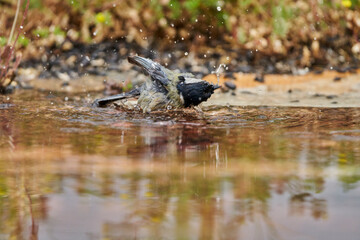 carbonero bañándose en el estanque del bosque (Parus major) Andalucía España