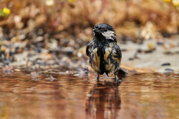 carbonero bañándose en el estanque del bosque (Parus major) Andalucía España
