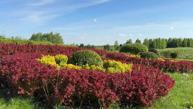 Park landscaped shrubs barbaris thunbergii and boxwood.