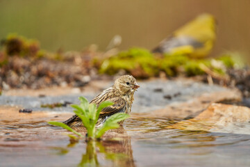 Jilguero lúgano en el estanque del bosque (Carduelis spinus) Guaro Málaga Andalucía España	