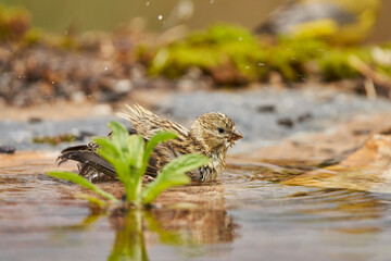 Jilguero lúgano en el estanque del bosque (Carduelis spinus) Guaro Málaga Andalucía España	