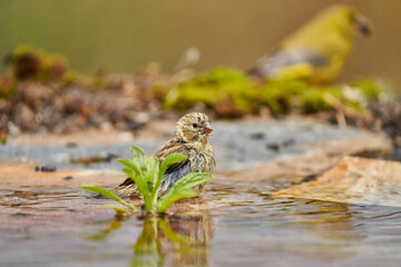 Jilguero lúgano en el estanque del bosque (Carduelis spinus) Guaro Málaga Andalucía España	