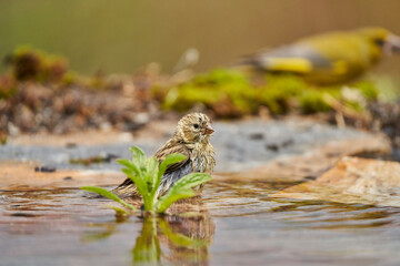 Jilguero lúgano en el estanque del bosque (Carduelis spinus) Guaro Málaga Andalucía España	