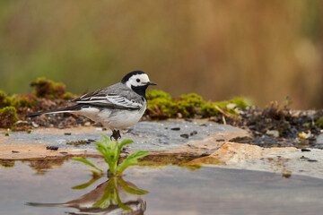 lavandera blanca​ o aguzanieves (Motacilla alba). Marbella Andalucía España	