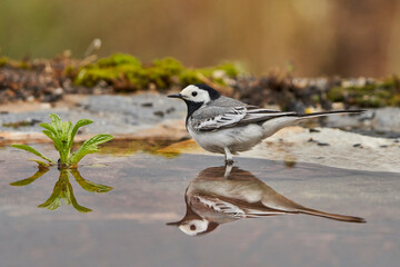 lavandera blanca​ o aguzanieves (Motacilla alba). Marbella Andalucía España	