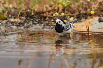 lavandera blanca​ o aguzanieves (Motacilla alba). Marbella Andalucía España	