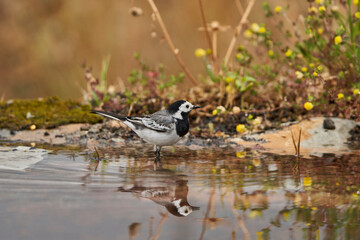 lavandera blanca​ o aguzanieves (Motacilla alba). Marbella Andalucía España	