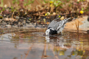 lavandera blanca​ o aguzanieves (Motacilla alba). Marbella Andalucía España	