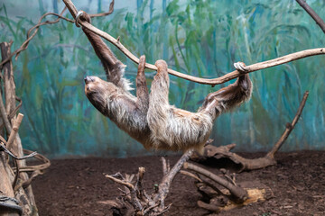 Sloth on a branch close-up