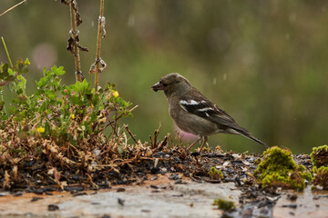 pinz&oacute;n vulgar (Fringilla coelebs) 