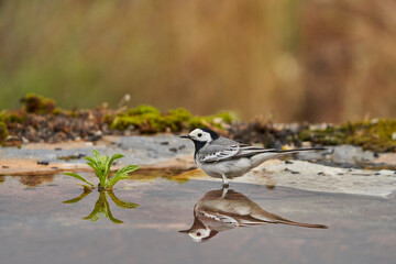 lavandera blanca​ o aguzanieves (Motacilla alba). Marbella Andalucía España	