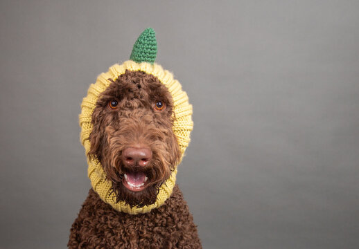 Chocolate labradoodle wearing a fruit snood hood