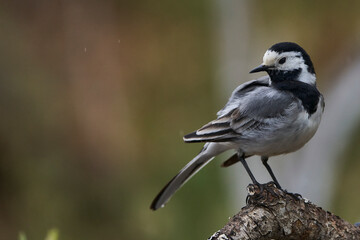 lavandera blanca​ o aguzanieves (Motacilla alba). Marbella Andalucía España	