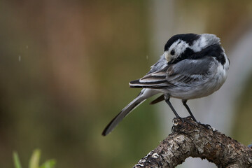 lavandera blanca​ o aguzanieves (Motacilla alba). Marbella Andalucía España	