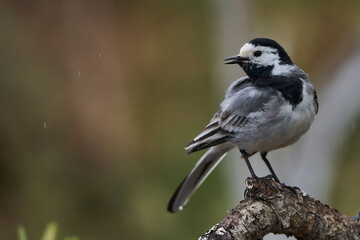 Obraz premium lavandera blanca​ o aguzanieves (Motacilla alba). Marbella Andalucía España 