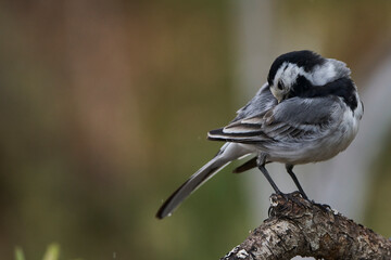 lavandera blanca​ o aguzanieves (Motacilla alba). Marbella Andalucía España	