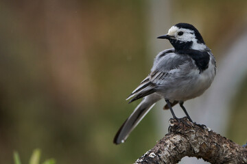 lavandera blanca​ o aguzanieves (Motacilla alba). Marbella Andalucía España	