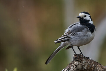 lavandera blanca​ o aguzanieves (Motacilla alba). Marbella Andalucía España	