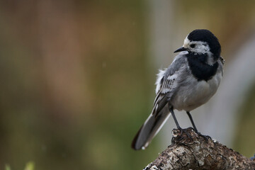 lavandera blanca​ o aguzanieves (Motacilla alba). Marbella Andalucía España	