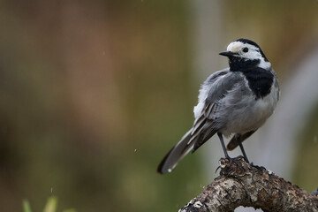 lavandera blanca​ o aguzanieves (Motacilla alba). Marbella Andalucía España	