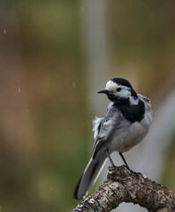 lavandera blanca​ o aguzanieves (Motacilla alba). Marbella Andalucía España	