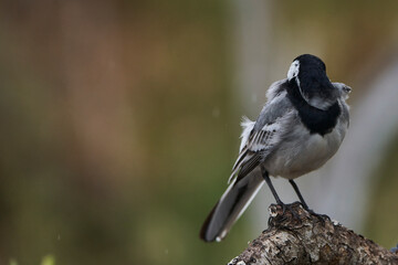Fototapeta premium lavandera blanca​ o aguzanieves (Motacilla alba). Marbella Andalucía España 