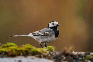 lavandera blanca​ o aguzanieves (Motacilla alba). Marbella Andalucía España	