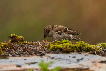 gorrión (passer domesticus)