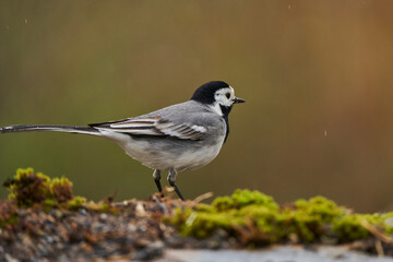 Fototapeta premium lavandera blanca​ o aguzanieves (Motacilla alba). Marbella Andalucía España 