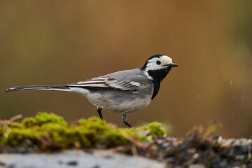 lavandera blanca​ o aguzanieves (Motacilla alba). Marbella Andalucía España	