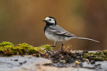 lavandera blanca​ o aguzanieves (Motacilla alba). Marbella Andalucía España	