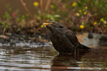mirlo común o, más comúnmente, mirlo (Turdus merula) en el estanque del parque	